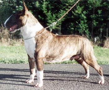 Harlequin best sale bull terriers